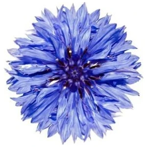 Serdar Çam Tohumculuk Nadir Ithal Peygamber Çiçeği Tohumu Ekim Seti 5 Tohum Centaurea Saksı Toprak Kombin