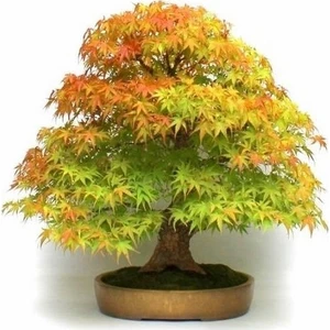 Serdar Çam Tohumculuk Bodur Bonzai Negundo Ağacı Tohumu 5 Tohum Bonsai Ağacı Tohumu