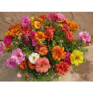 Katmerli Ipek Çiçeği Tohumu Çiçek Tohumu 10 Tohum + Saksı + Toprak