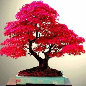 5 Adet Tohum Bodur Bonsai Japon Red Maple Ağacı Bonzai Tohumu