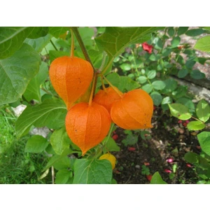 Murat Tohumculuk Murat Tohum Tropikal Güvey Feneri Tohumu Ekim Seti 5 Adet Tohum + Saksı + Toprak