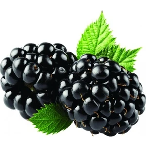 Murat Tohumculuk Murat Tohum Böğürtlen Tohumu Ekim Seti 5 Adet Tohumu + Saksı + Toprak