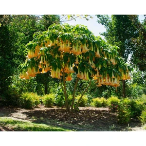 Murat Tohumculuk Murat Tohum Angel Trumpet Çiçeği Tohumu Melek Borazanı Çiçeği Tohumu Ekim Seti 5 tohum Saksı  Toprak