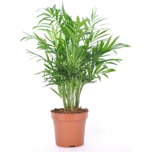 Peyzaj Burada Online Bahçe Market Dağ Palmiyesi - Chamaedorea Elegans + 35 cm