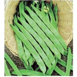 150 Adet Istanbul Boncuk Ayşe Kadın Kılçıksız Fasulye Tohumu