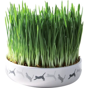 Kedi Çimi Tohumu 50 Gram Tohum Çim Tohumu