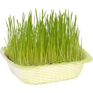 Kedi Çimi Tohumu 50 Gram Tohum Çim Tohumu + Saksı Toprak