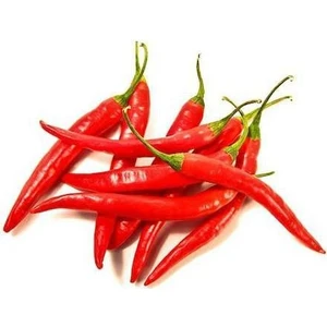 Şili Biberi Tohumu Çok Acı Chili Biber Tohumu 100  Tohum