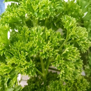250  Kıvırcık Maydanoz Tohumu Maydonoz Tohumu