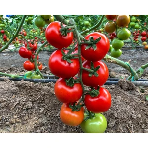 Erkenci Salkım Domates Tohumu 15  Domates Tohumu