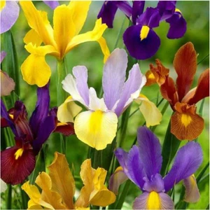 Golden Beauty Iris Süsen Soğanı - 10 Adet