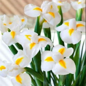 Golden Beauty Iris Süsen Soğanı - 20 Adet