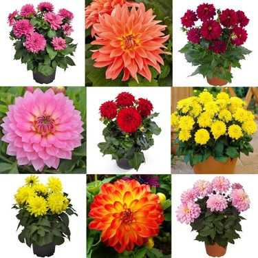 Dahlia Ado ファクトリア収録 m83675091182_1.jpg?1741868912