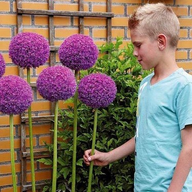 Serdar Çam Tohumculuk Nadir Ithal Dev Allium Çiçeği Tohumu Fiyatı