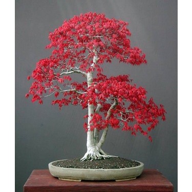Murat Tohum Acer Rubrum Bonsai Ağacı Tohumu Kırmızı Akçaağaç Fiyatı