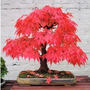 minecraft bonsai tree build Bonsai Tree