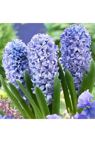 Evve Bahce Mavi Delft Blue Hyacinthus Sümbül Soğanı (3 Adet)