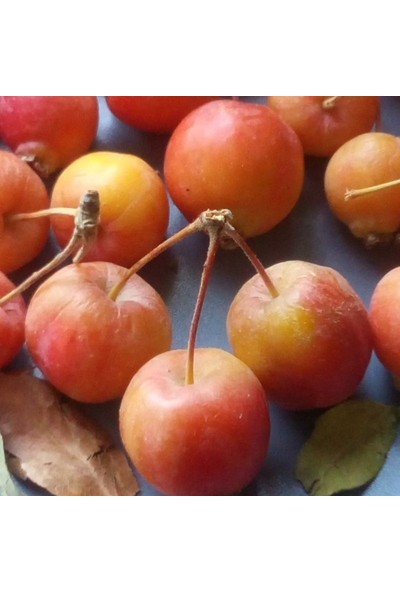 Evve Bahce Evve Bahçe Tüplü Nadir Bulunan Geycek Geyik Elması Elma Fidanı