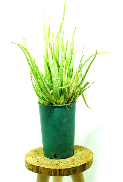 Kösem Botanik Aloe Vera