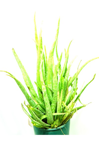 Kösem Botanik Aloe Vera