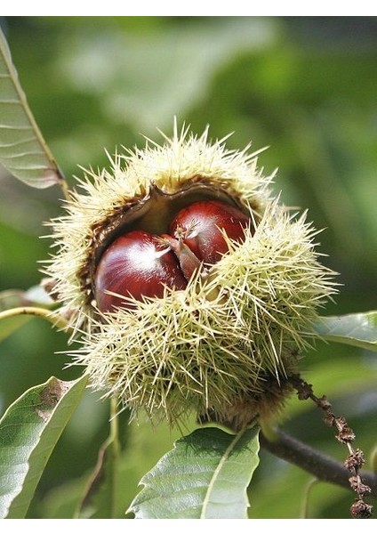Aşılı Kestane Fidanı