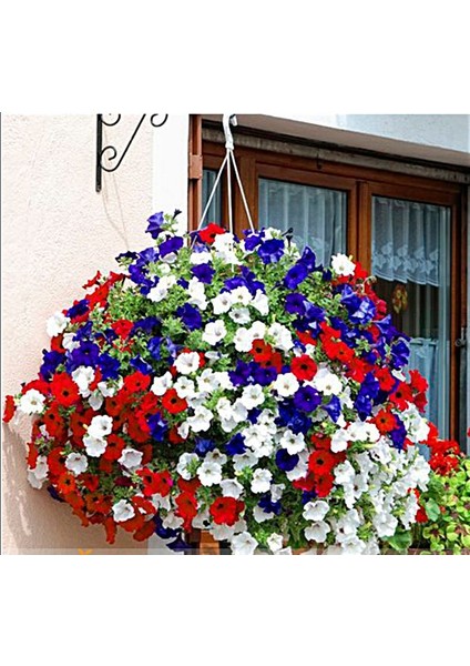 10 Adet Tohum Karışık Petunya Çiçeği Tohumu