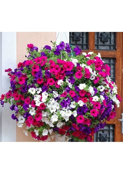 10 Adet Tohum Karışık Petunya Çiçeği Tohumu fiyatları