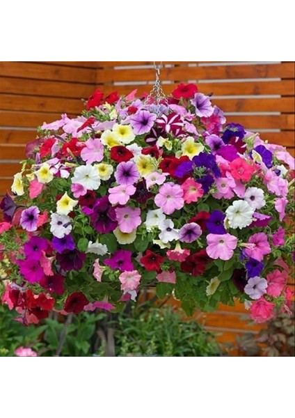 10 Adet Tohum Karışık Petunya Çiçeği Tohumu modelleri