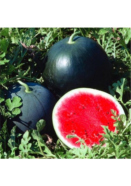 20 Adet Büyük Iri Boy Siyah Karpuz Tohumu Kara Bal Karpuz Tohumu fiyatları