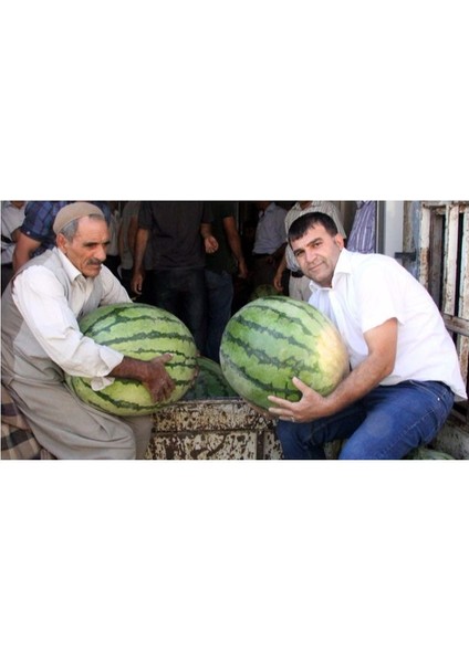 Meşhur Diyarbakır Karpuzu Tohumu Karpuz Tohumu 10 Tohumu fiyatları