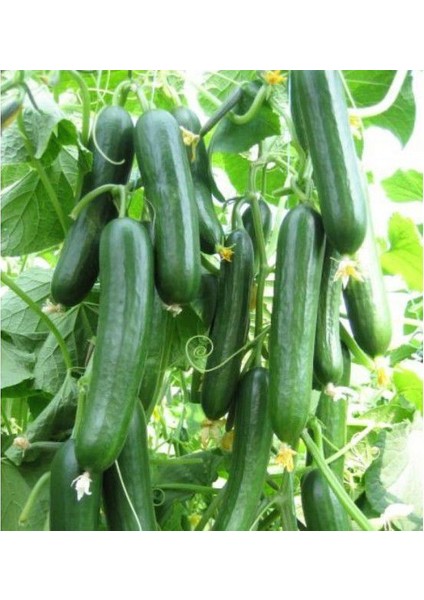 Salatalık Tohumu Çengel Köy Salatalık Tohumu Hıyar Tohumu 20 Tohum