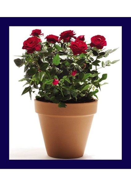 Bodur Bonsai Kırmızı Gül Ağacı Tohumu 5 Adet Gül Tohumu fiyatları