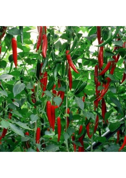 Şili Biberi Tohumu Çok Acı Chili Biber Tohumu 25 Adet Tohum fiyatları