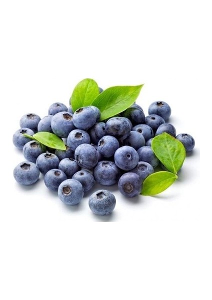 20 Adet Tohum Yaban Mersini Tohumu Blueberry Tohumu