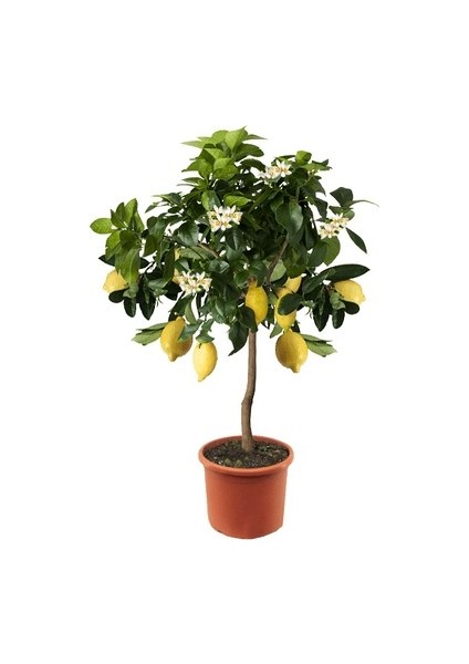 10 Adet Tohum Bodur Bonsai Limon Ağacı Tohumu Italyan Limon + Saksı + Toprak