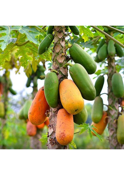 Papaya Ağacı Tohumu 3 Adet Ithal Tropikal Papaya Ağacı Tohumu + Saksı + Toprak