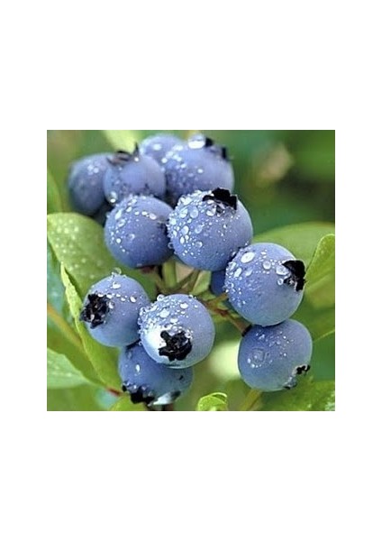 10 Adet Tohum Yaban Mersini Tohumu Blueberry Tohumu