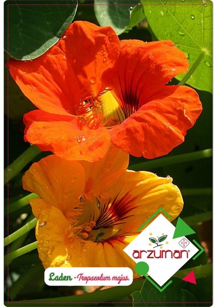 Laden Çiçeği Tohumu (6 adet) Hoş Kokulu