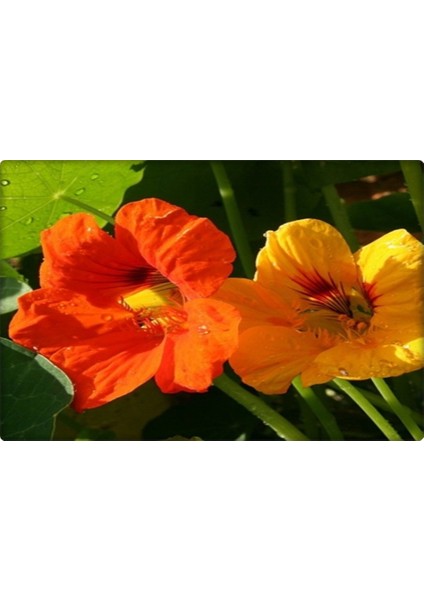 Laden Çiçeği Tohumu (6 adet) Hoş Kokulu fiyatları