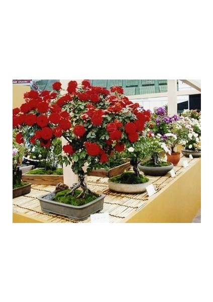 Bodur Bonsai Kırmızı Gül Ağacı Bonzai Tohumu 5 Tohum