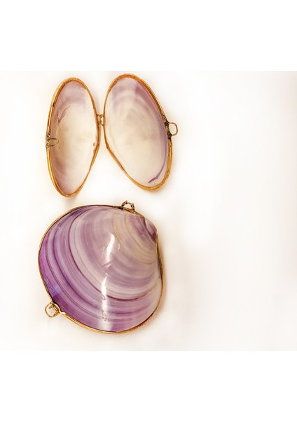 Kabuk Cüzdan (Purple Clam /punctata)