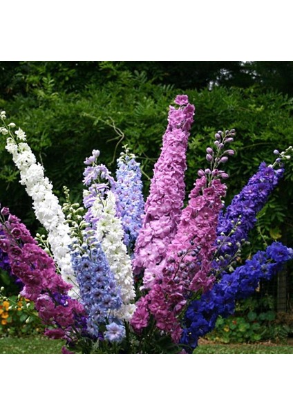 Murat Tohum Karışık Hezaren Çiçeği Tohumu Ekim Seti 10 Adet Tohum Saksı Toprak