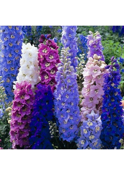 Murat Tohum Karışık Hezaren Çiçeği Tohumu Ekim Seti 10 Adet Tohum Saksı Toprak fiyatları