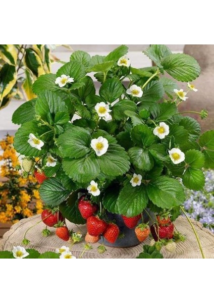 Murat Tohum Ithal Nadir Saksılık Çilek Tohumu Ekim Seti 10 Adet Tohum + Saksı + Toprak fiyatları