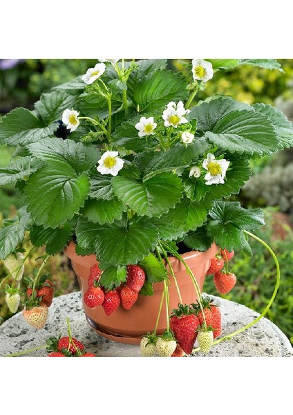 Murat Tohum Ithal Nadir Saksılık Çilek Tohumu Ekim Seti 10 Adet Tohum + Saksı + Toprak modelleri