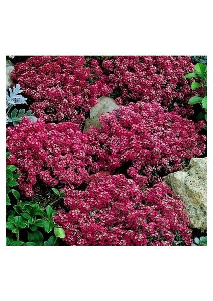 10 Adet Tohum 5 Farklı Alisso Çiçeği Tohumu Çiçek Tohumu Saksı Toprak