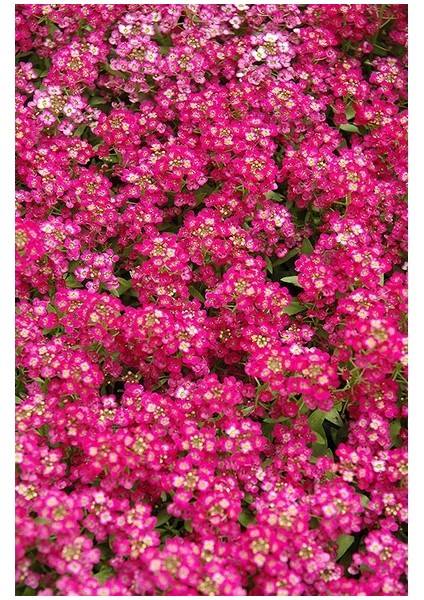 10 Adet Tohum 5 Farklı Alisso Çiçeği Tohumu Çiçek Tohumu Saksı Toprak fiyatları