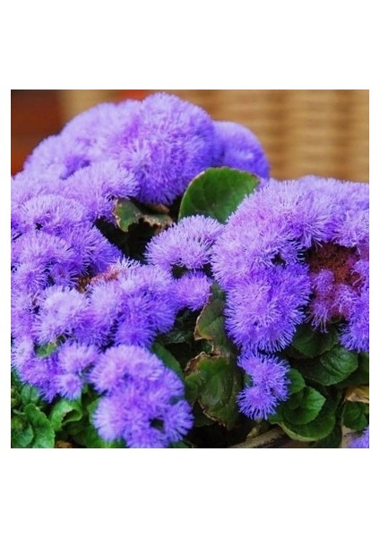 10 Adet Tohum Vapur Dumanı Çiçek Tohumu Vapur Dumanı Çiçek