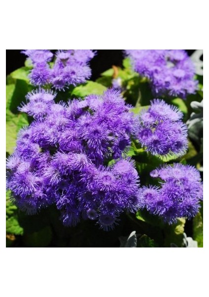 10 Adet Tohum Vapur Dumanı Çiçek Tohumu Vapur Dumanı Çiçek fiyatları