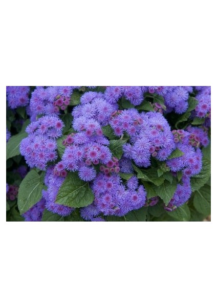 10 Adet Tohum Vapur Dumanı Çiçek Tohumu Vapur Dumanı Çiçek modelleri